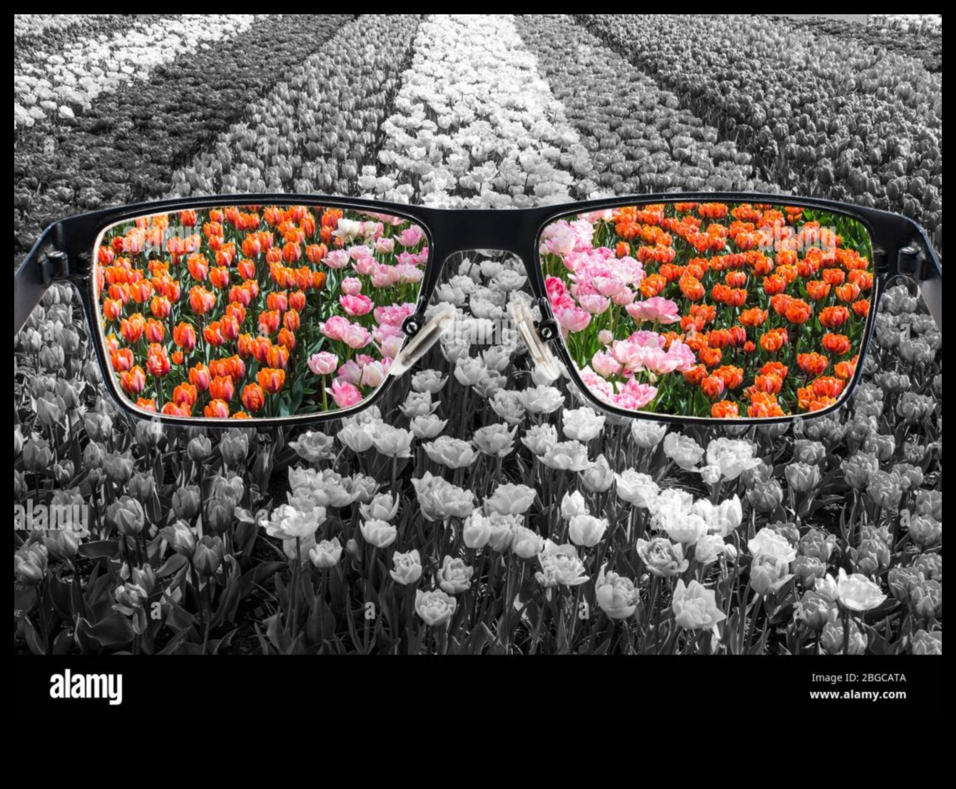 تصميم وجهات نظر: فن الويب من خلال عدسات مختلفة