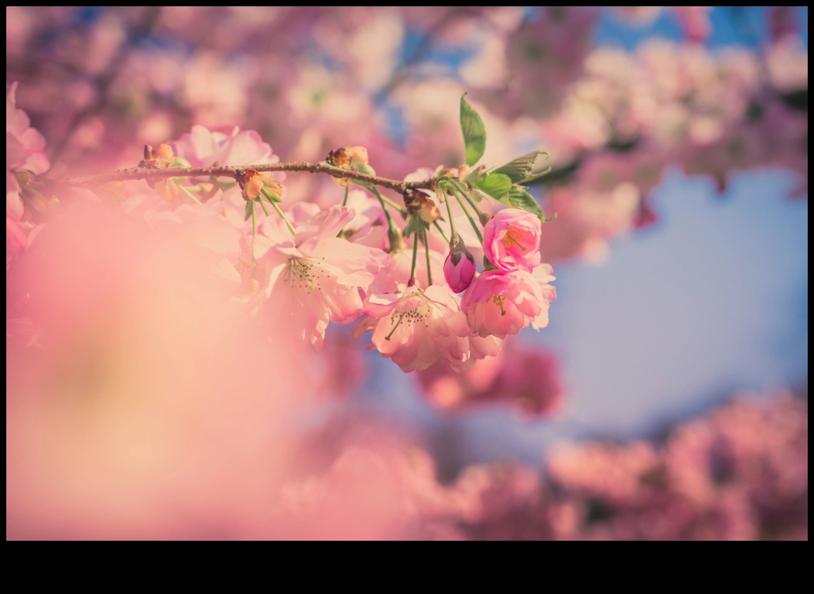 عجائب عن قرب: رحلة تصوير فوتوغرافي عن قرب إلى العالم المصغر 2 عجائب عن قرب: استكشاف العوالم المصغرة من خلال عدسة التصوير الفوتوغرافي الكلي