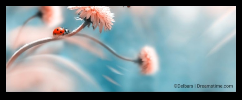 فن الأشياء الصغيرة: استكشاف آسر للتصوير الفوتوغرافي الكلي